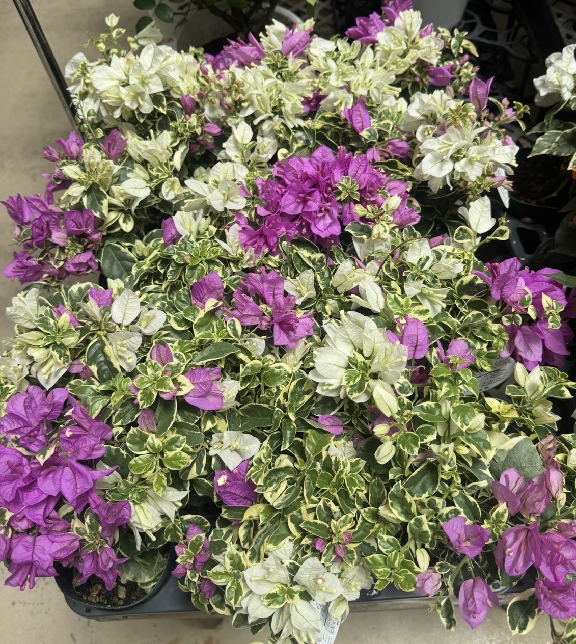Flower MIX
