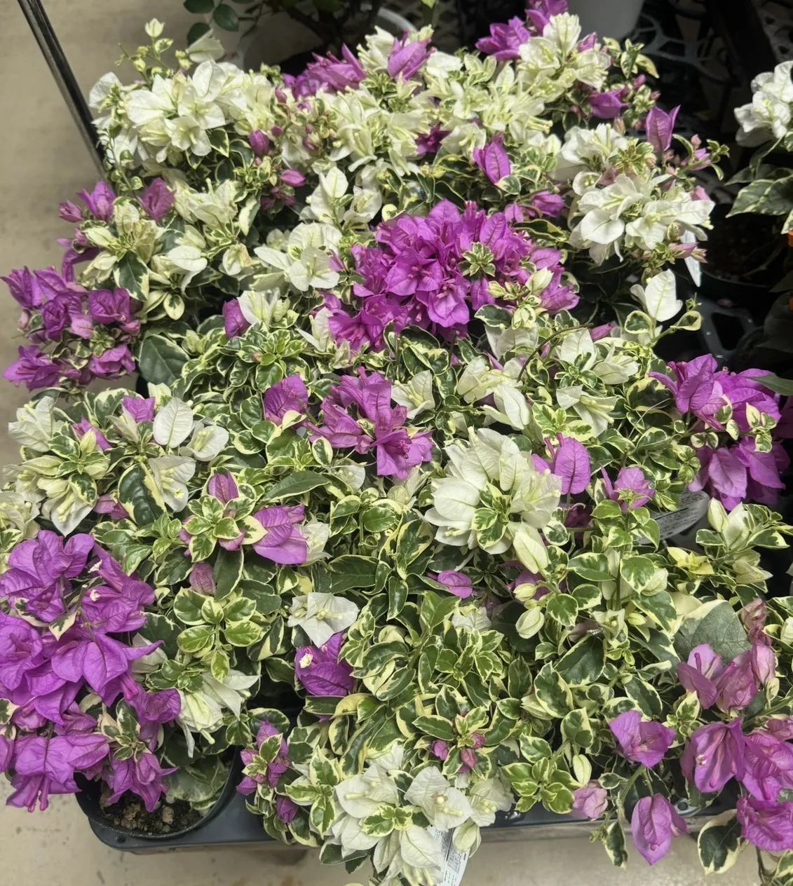 Flower MIX